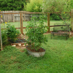 photo of the backyard, starting at the patio